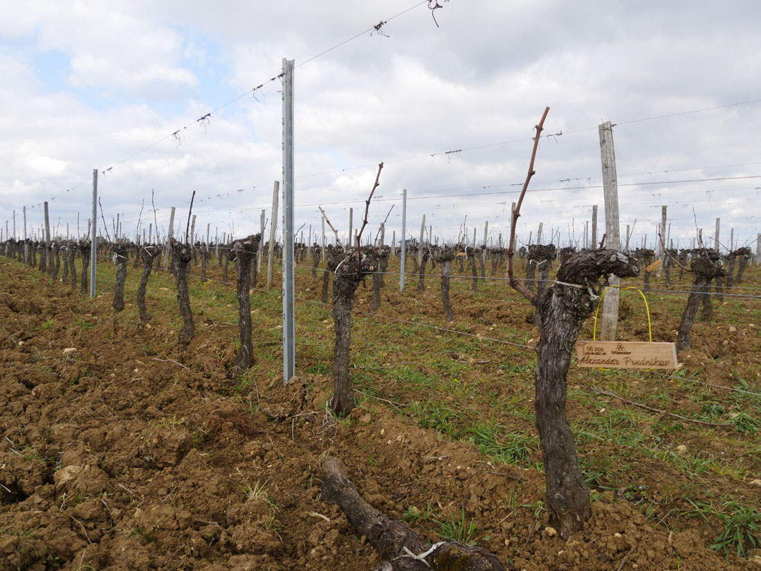 Виноградник на урожай